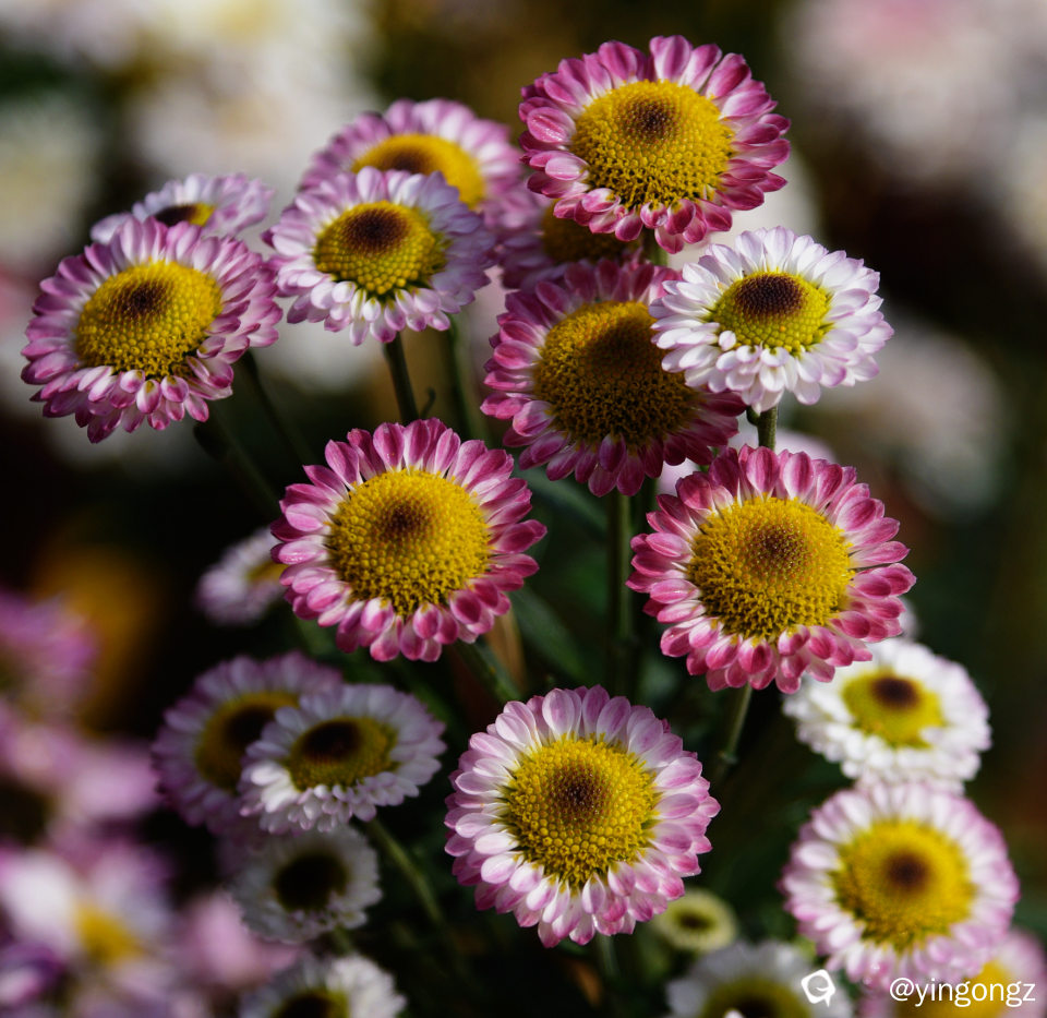 DSC_2047 (2)_副本.jpg