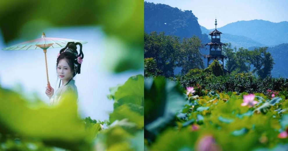 灵川江头村爱莲荷花园