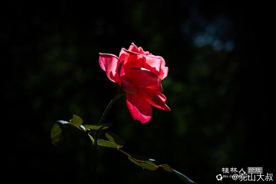 DSC07238-0.jpg