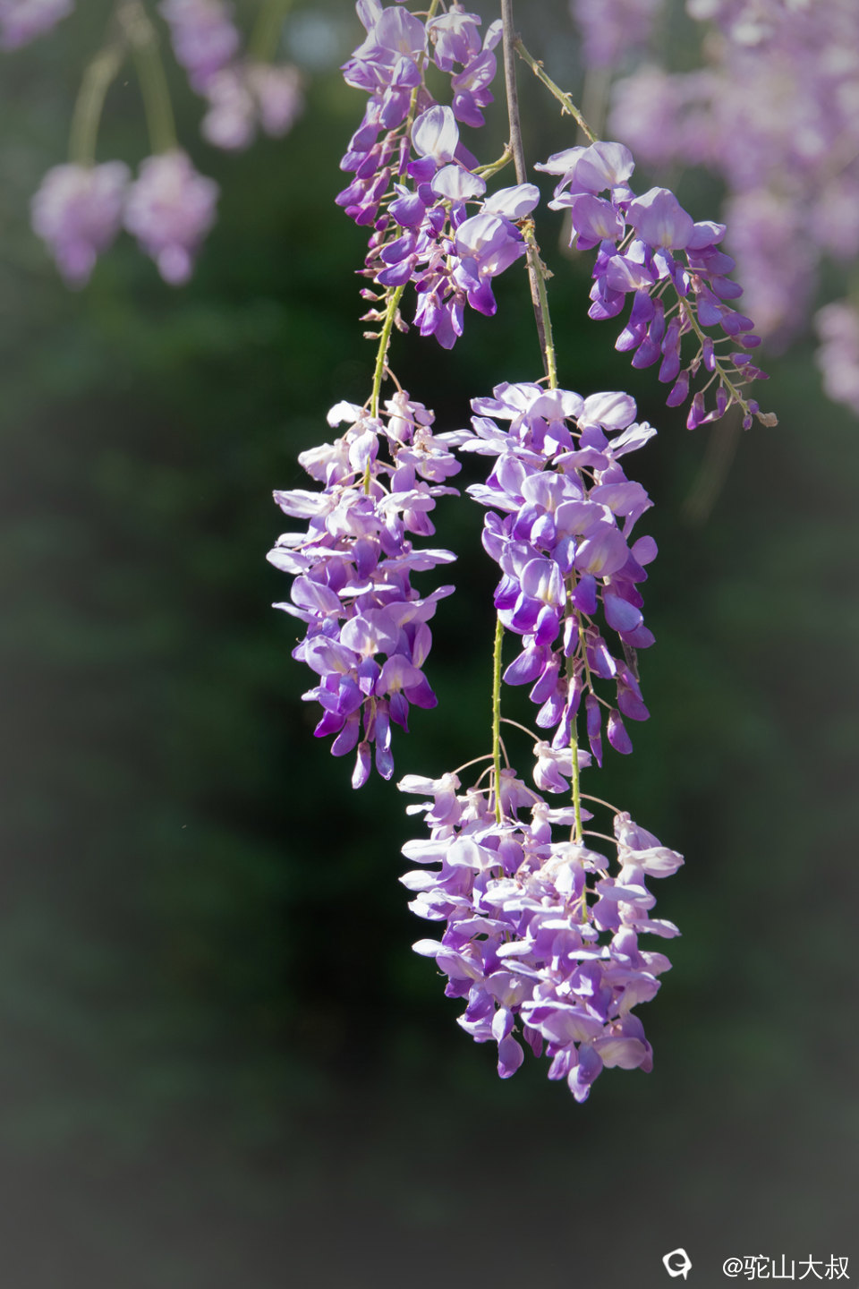 DSC01549-0 - 副本.jpg