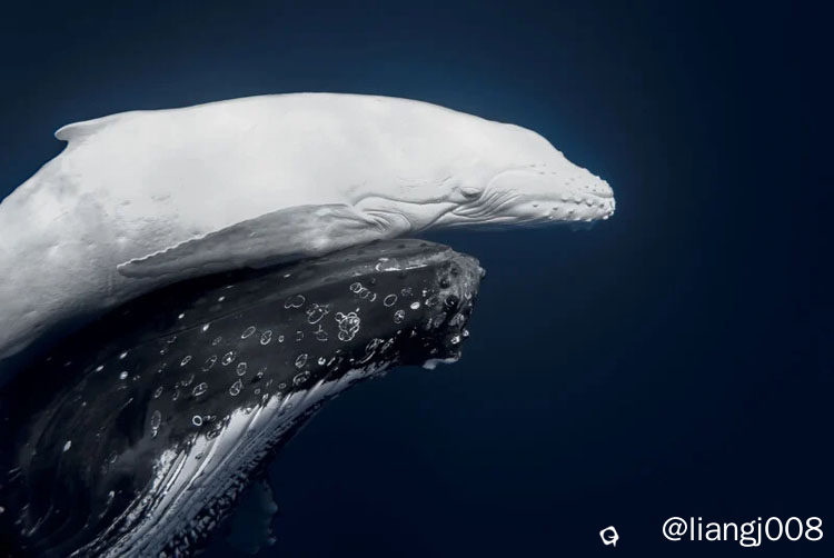 20260224_worldnaturephotographyawards_01.jpg
