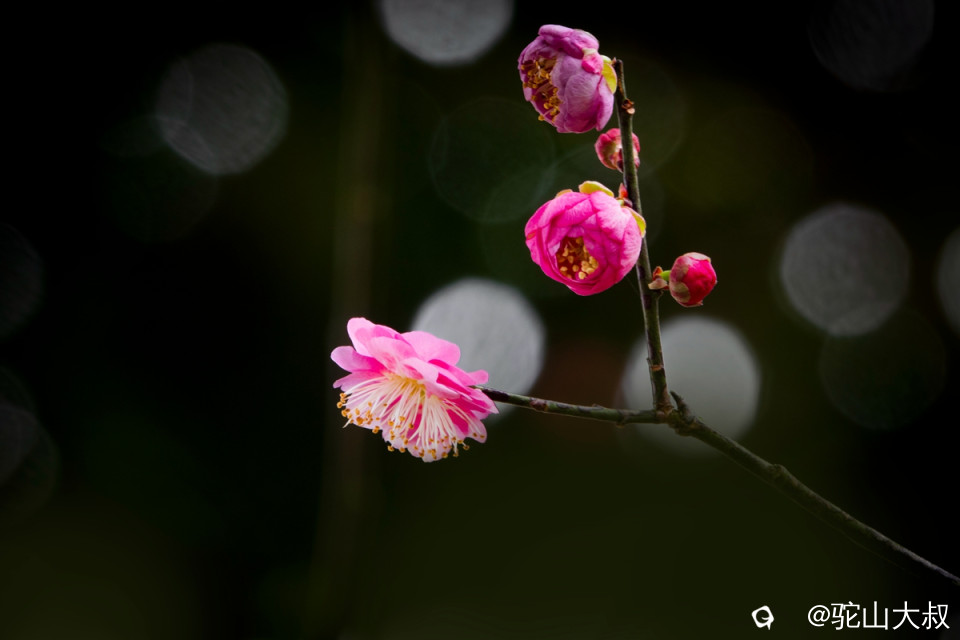 DSC04713-0 - 副本.jpg