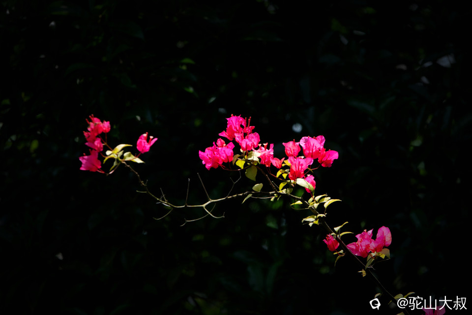 DSC03332-0.jpg
