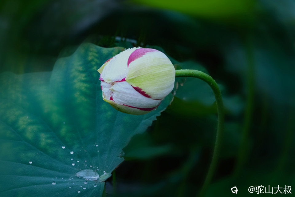 DSC08742-0 - 副本.jpg