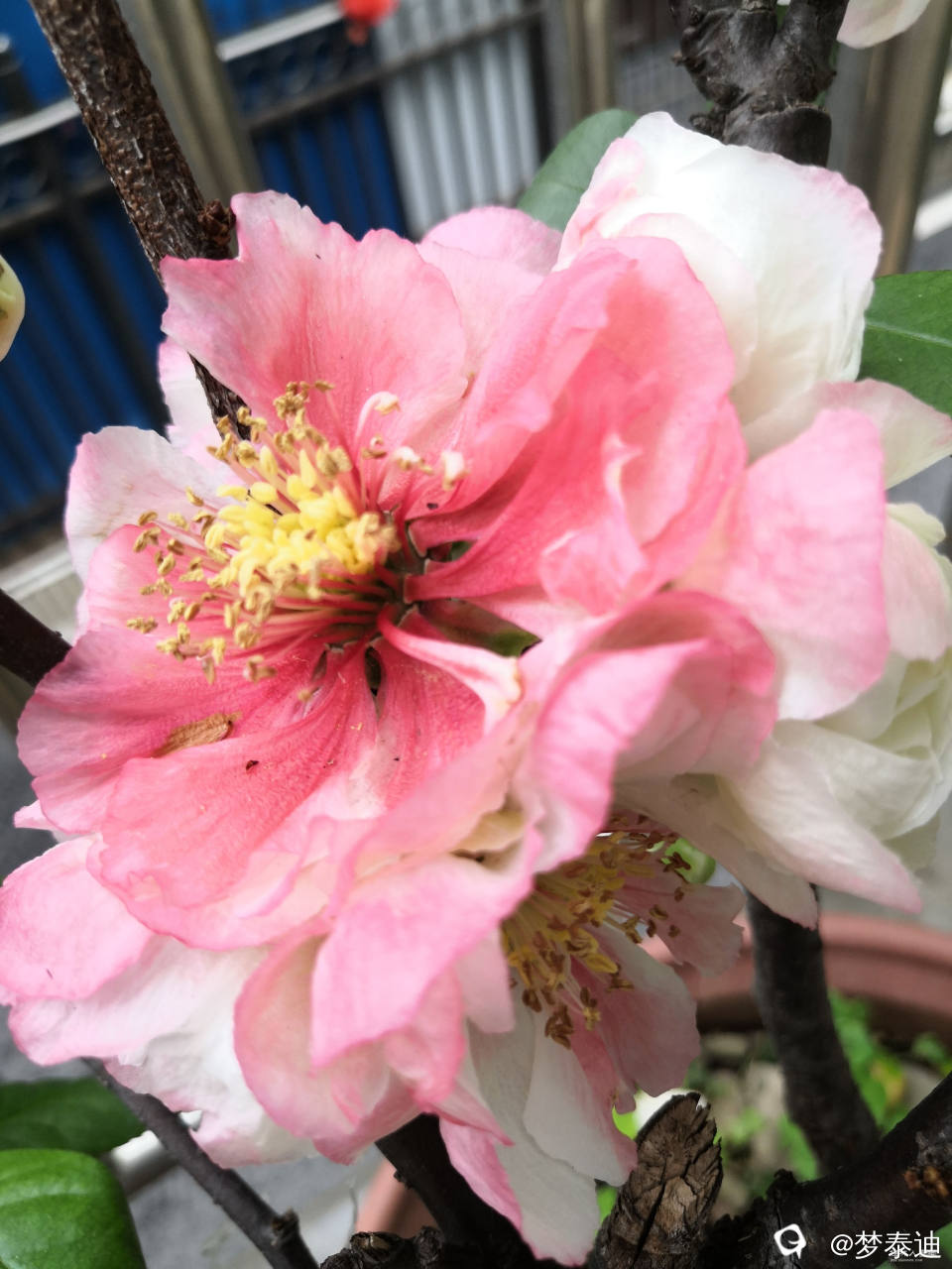 IMG_20250405_091545.jpg