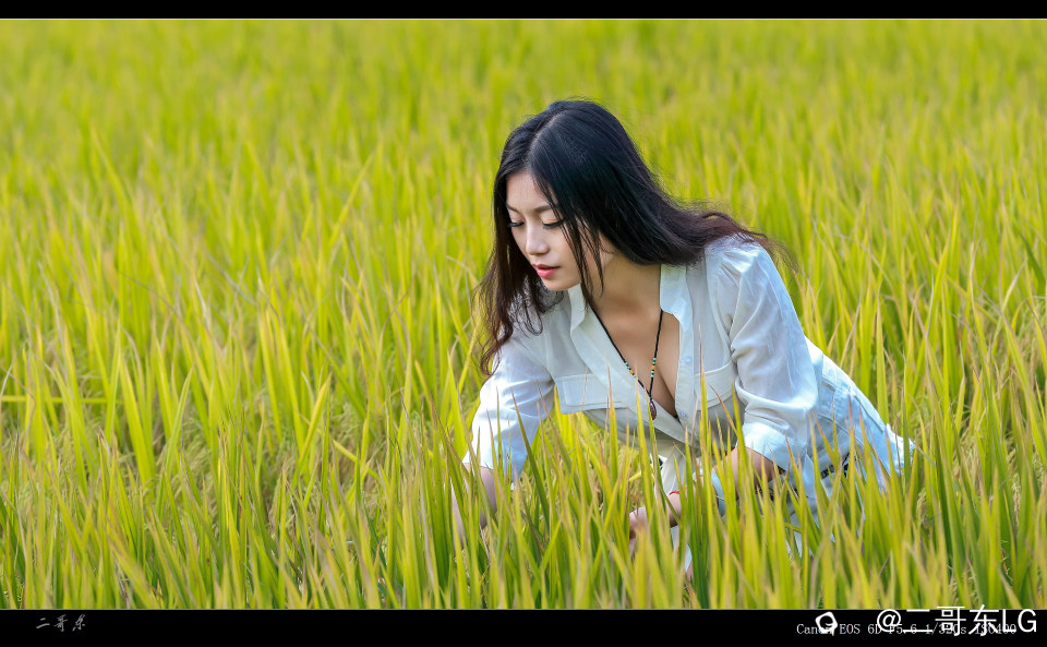 谷子熟了 (7).jpg
