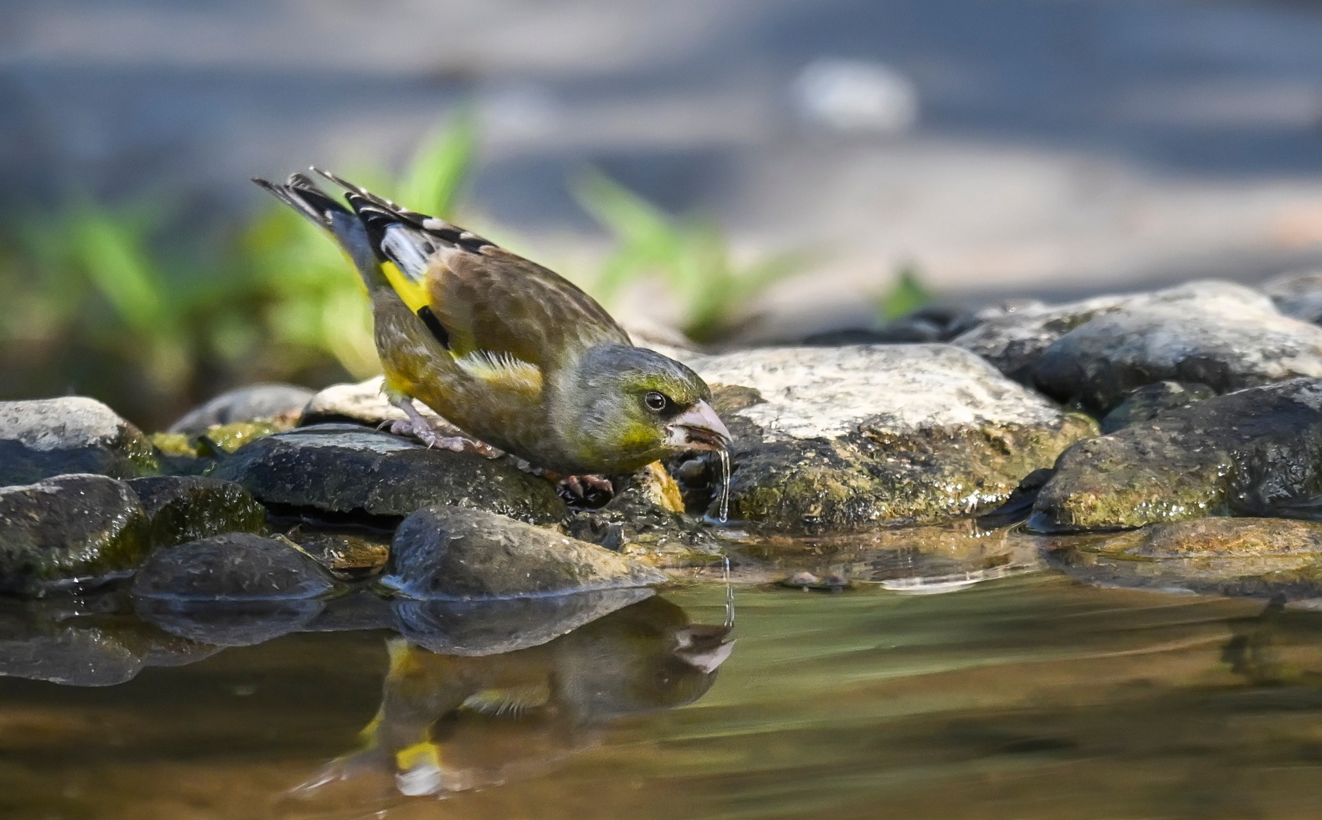★★★★★卖萌金翅雀