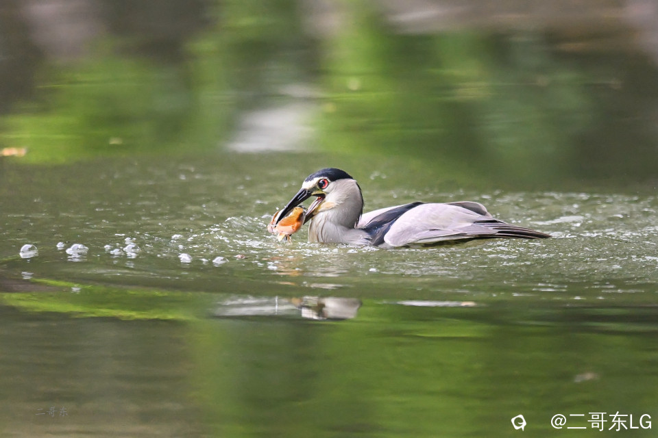 夜鹭捕鱼 (6).jpg