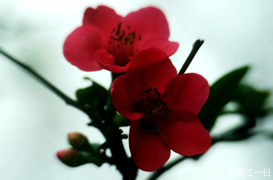 IMGP0576_副本.jpg