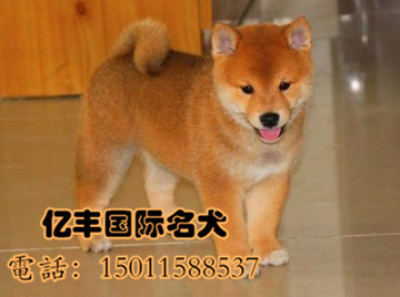 ���۴��ֲ�Ȯ ���ֲ�Ȯ�۸� �ڷ�Ȯ��ֱ��