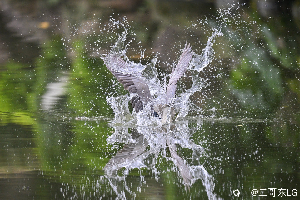 夜鹭捕鱼 (3).jpg