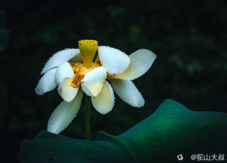 DSC08855-0 - 副本.jpg