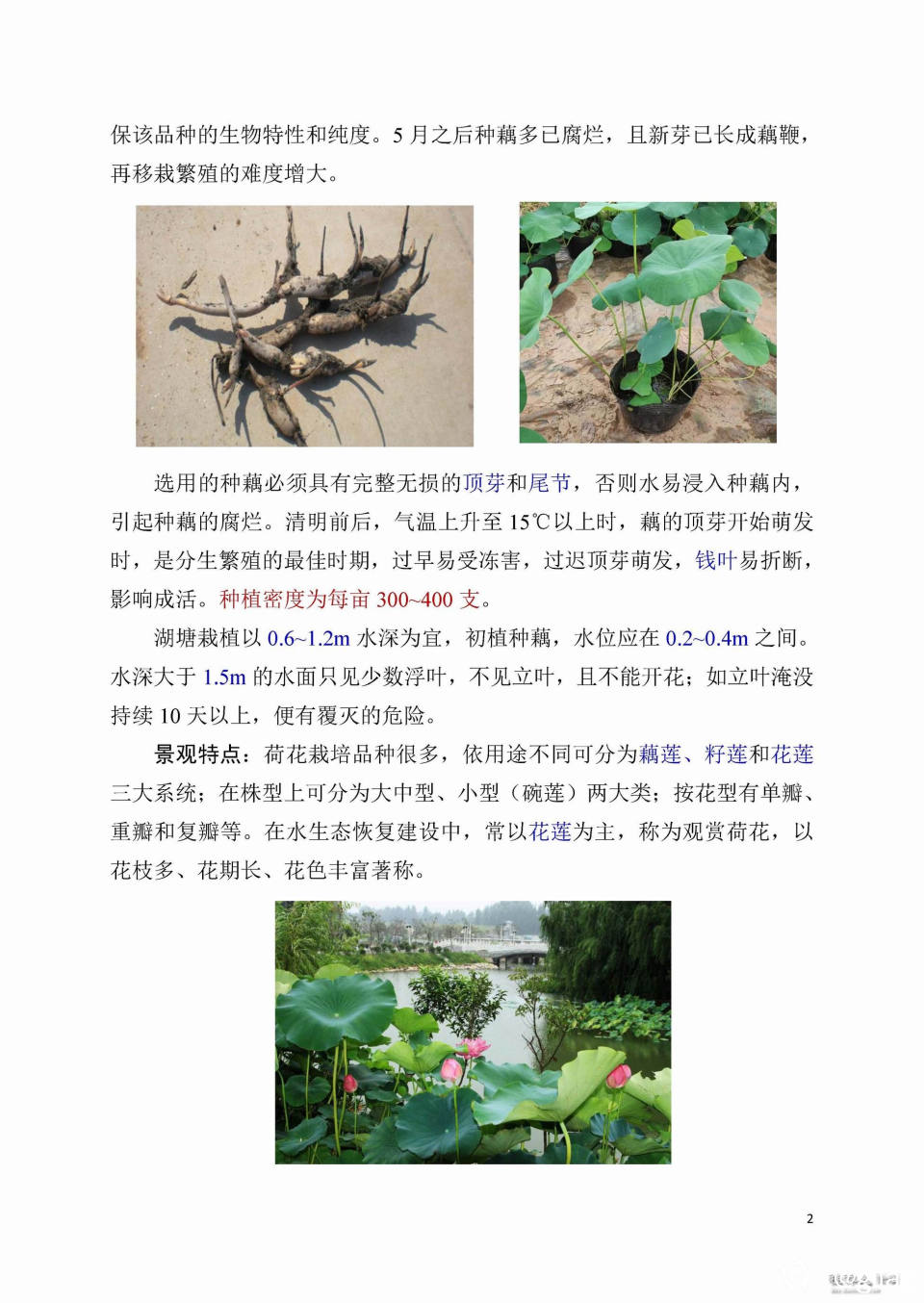 生态恢复常用水生植物简介（荷花）_页面_2.jpg