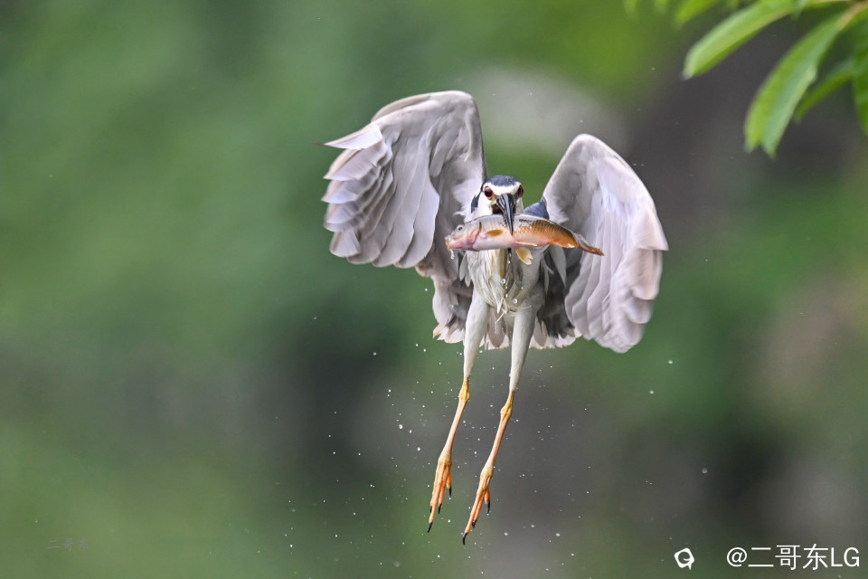 夜鹭捕鱼 (12).jpg