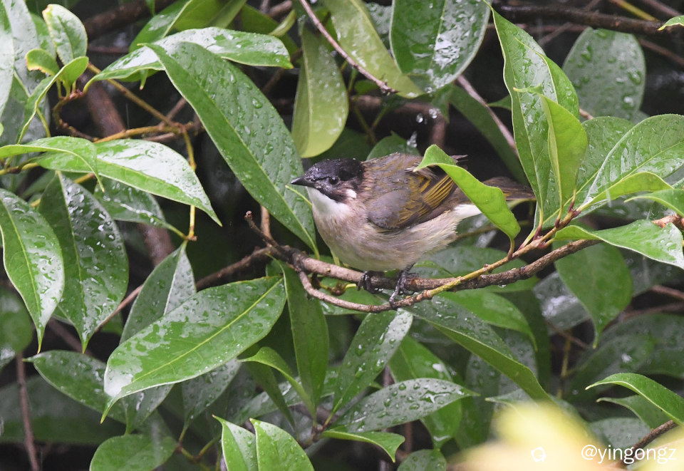 DSC_7432_副本.jpg