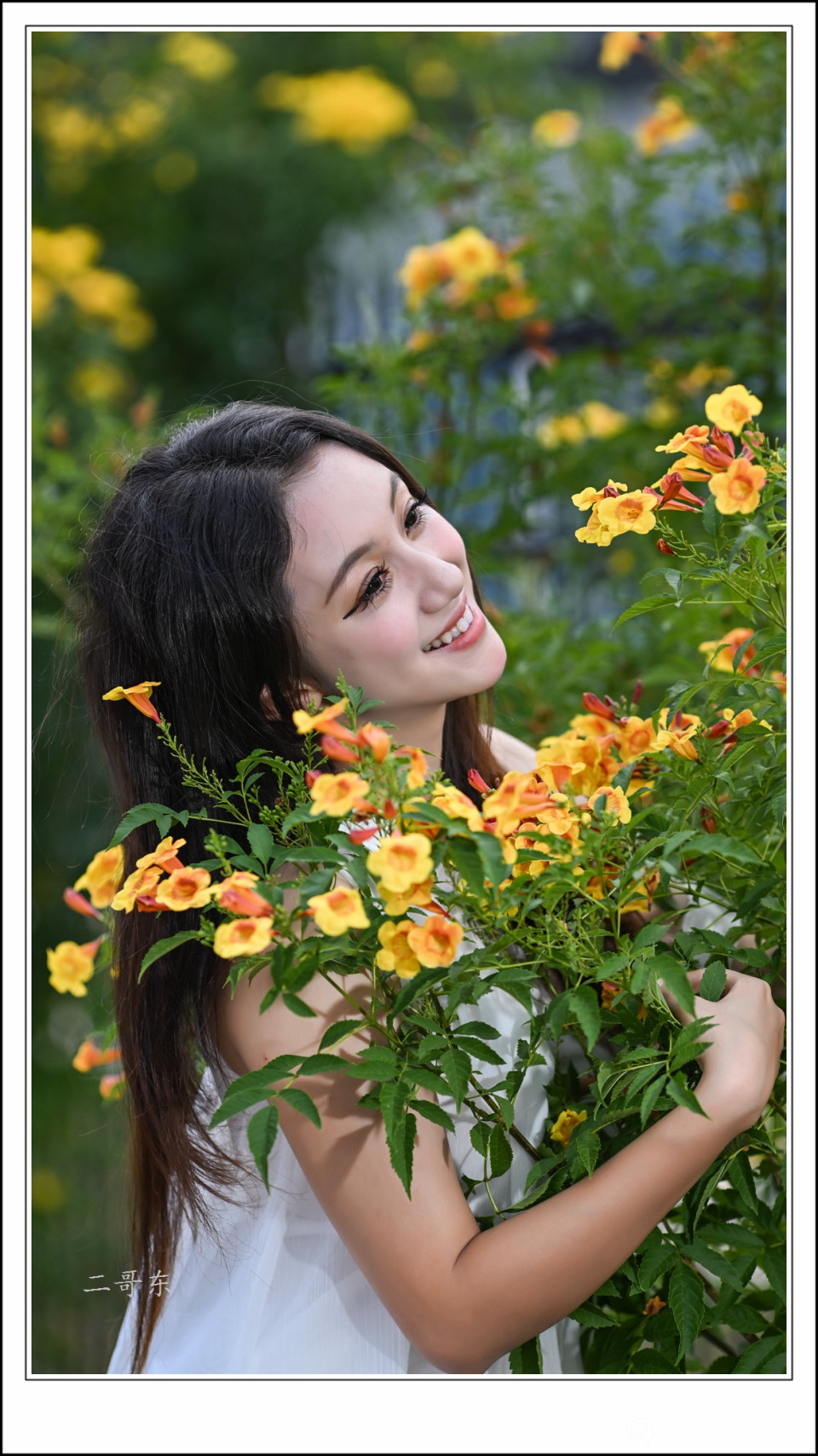 黄槐决明 (21).jpg