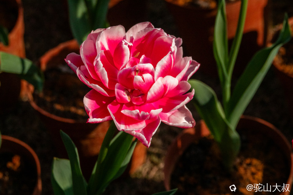 DSC00531-0 - 副本.jpg