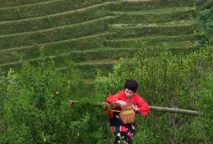 百年古茶树上一袭红衣似仙女，桂林龙胜少女&ldquo;飞天采茶&rdquo;太惊艳了