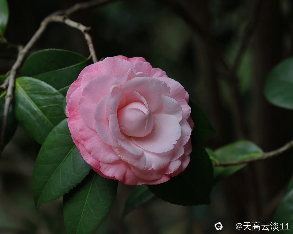 5D2A3262-DeNoiseAI-denoise.jpg