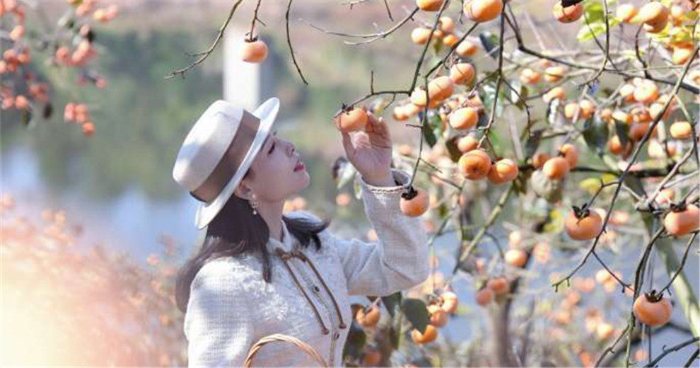 平乐新华水库的柿界，藏着最浓的秋冬诗意