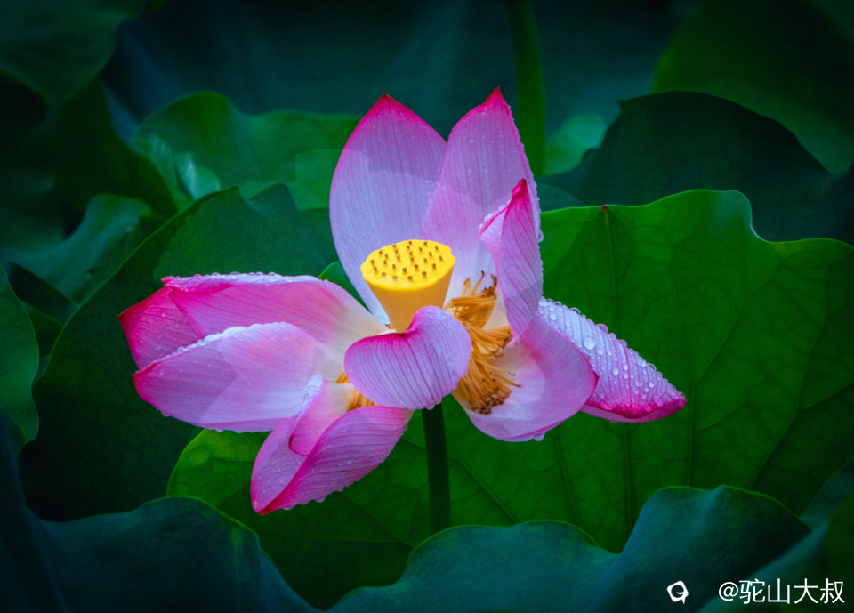 DSC09100-0 - 副本.jpg