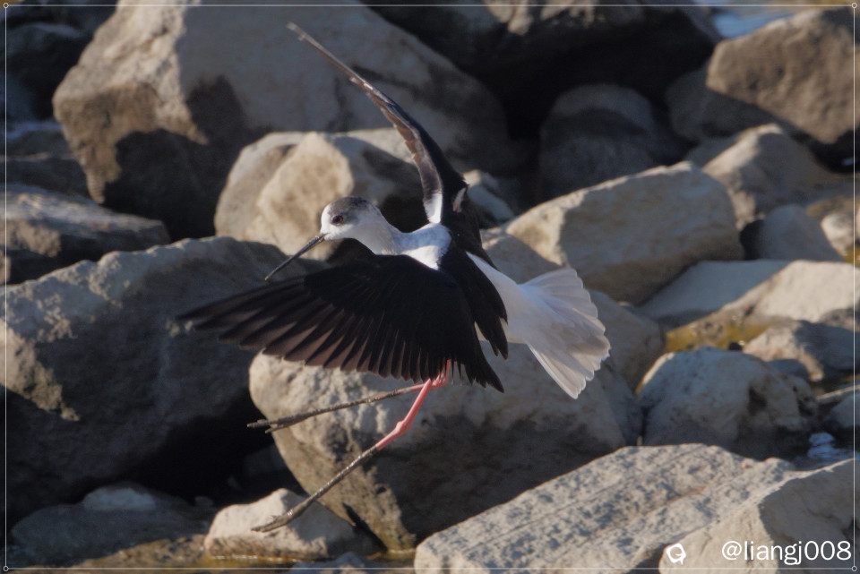 DSC05103 - 副本.JPG