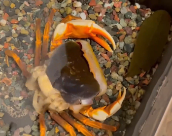 大数据懂你！刷到螃蟹蜕壳，预示着新的一年要迎来好运