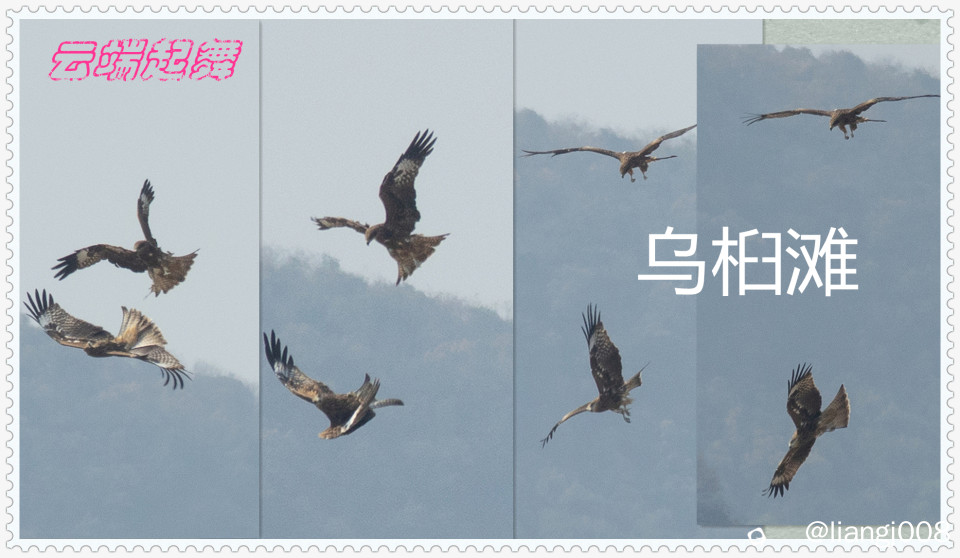 拼图 乌桕滩 黑鸢_副本.jpg
