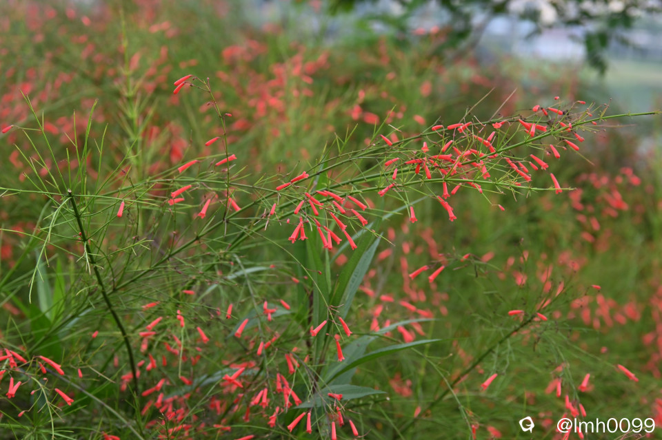 DSC_7838_副本_副本.jpg