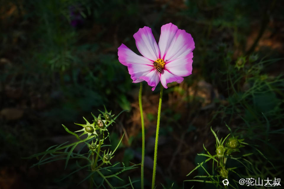 DSC01411-0 - 副本.jpg