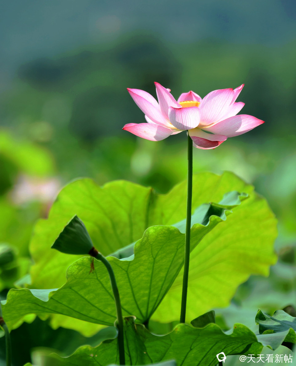 DSC_4678_副本.jpg