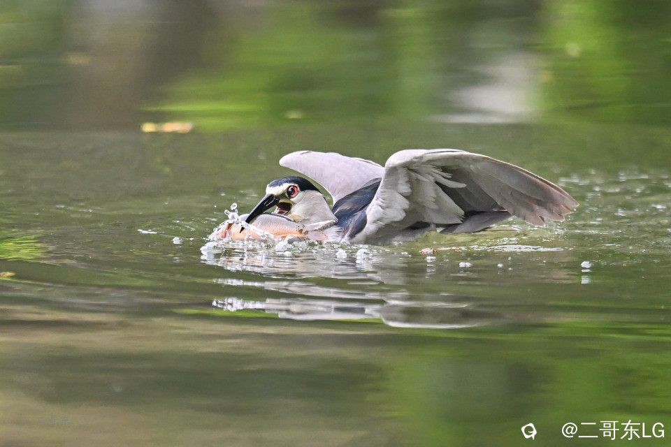 夜鹭捕鱼 (7).jpg