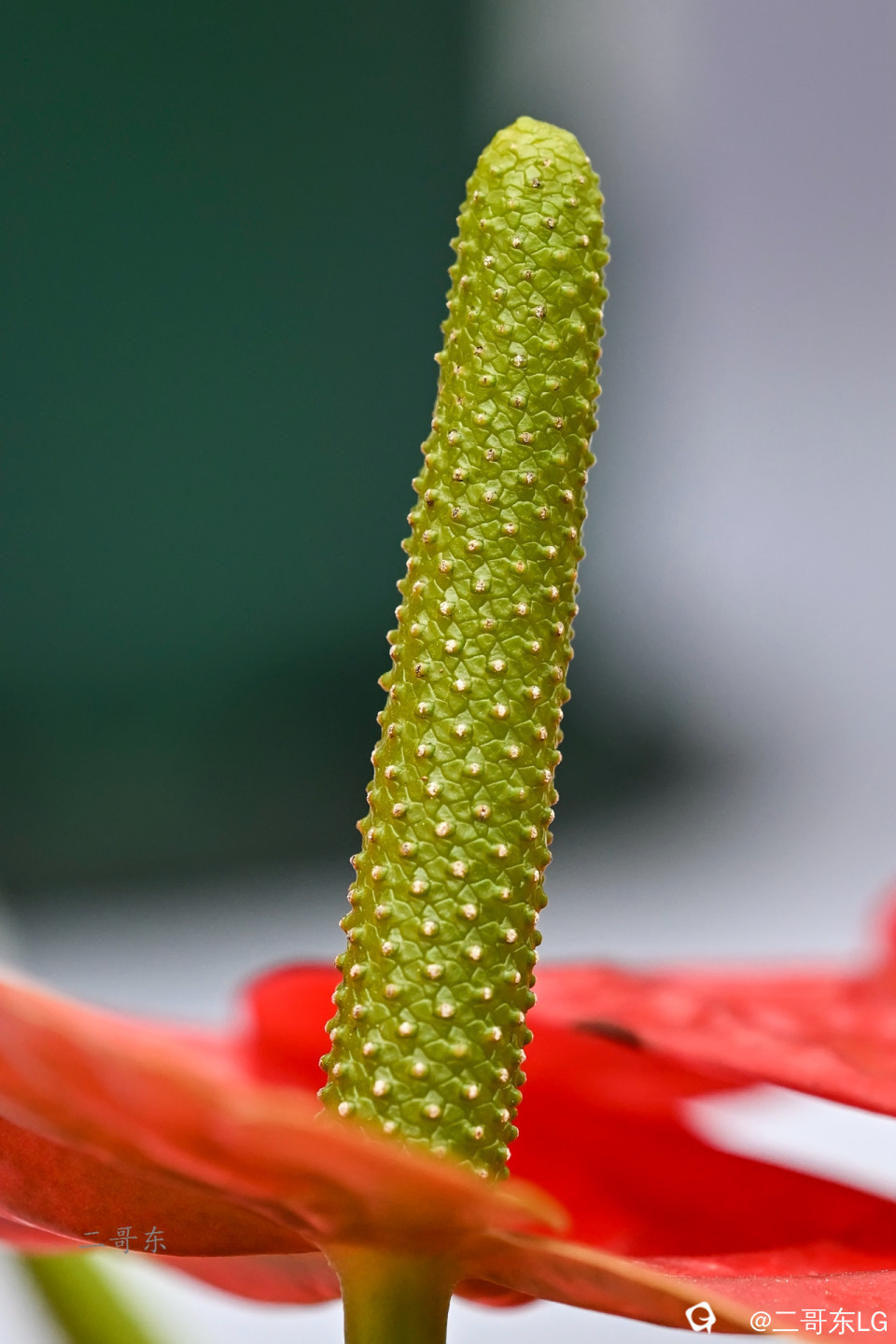 微距花蕊 (5).jpg