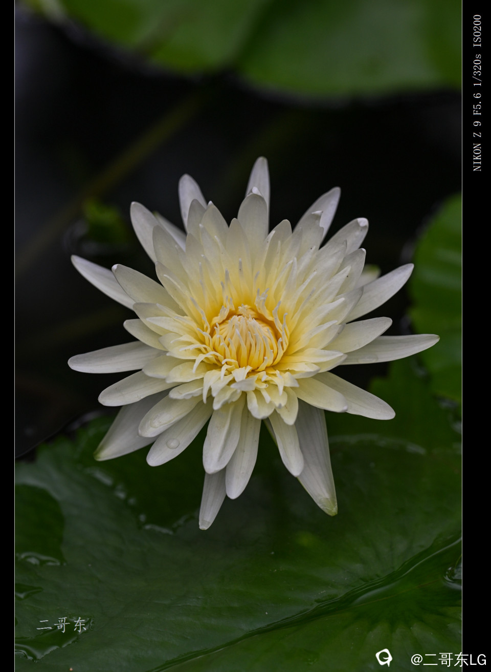 精品莲花 (26).jpg