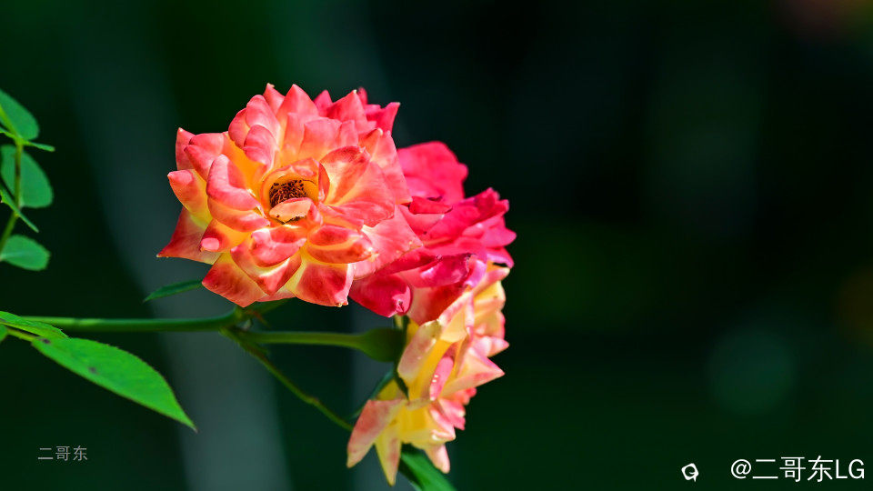 虞山的&ldquo;月季花&rdquo;