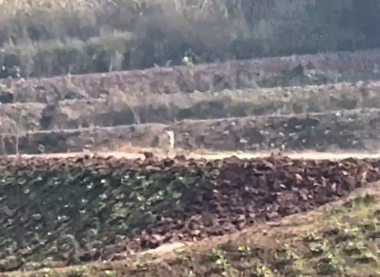 小狗大老远飞奔迎接归来的主人，网友：还以为有吃的，结果是空手啊