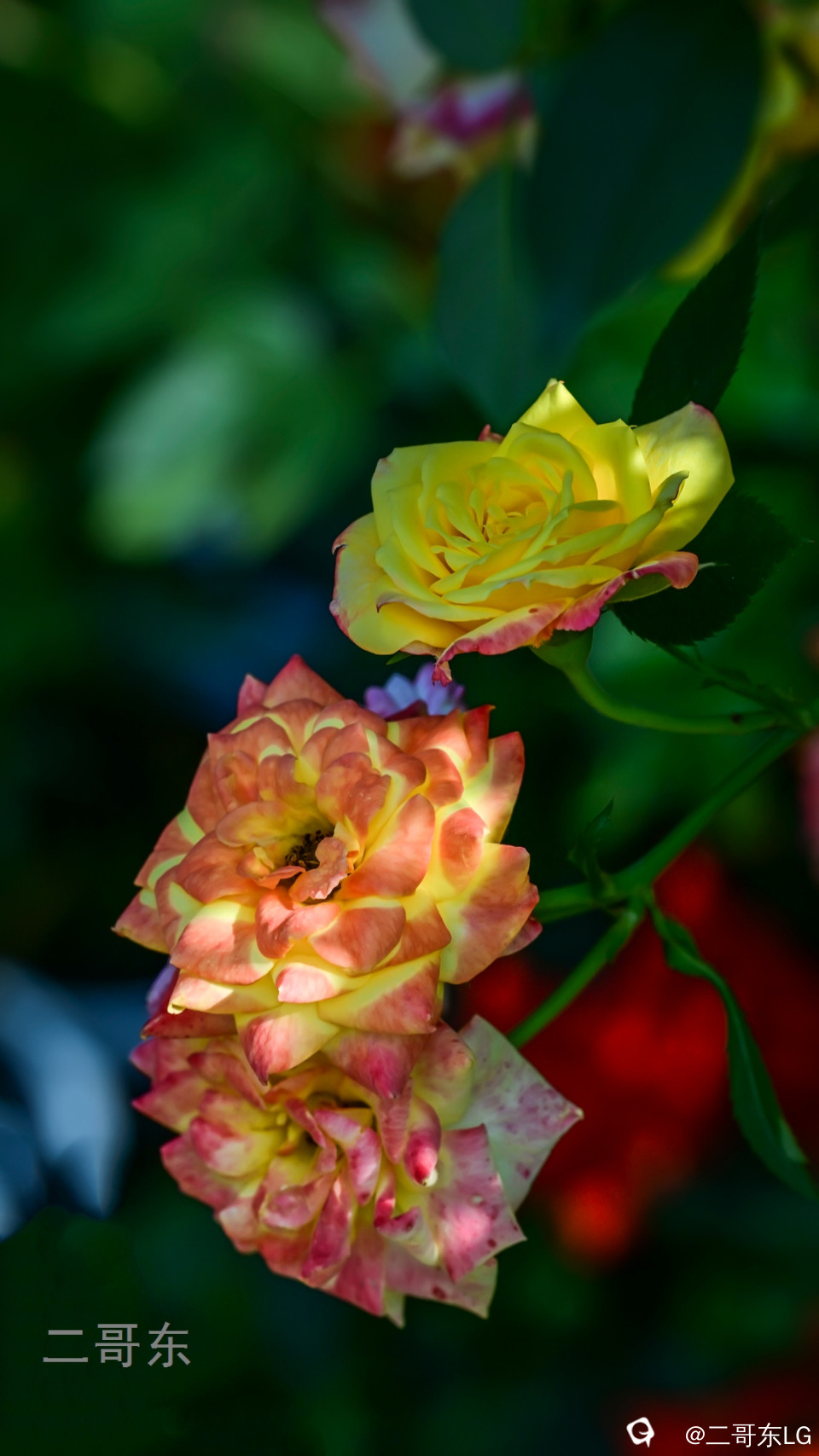 虞山月季花 (24).jpg