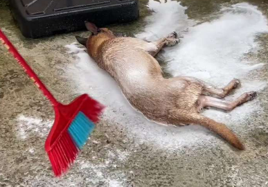 广西男子给自家狗狗洗澡一气呵成！网友：这狗成精了！还知道先脱水再漂洗