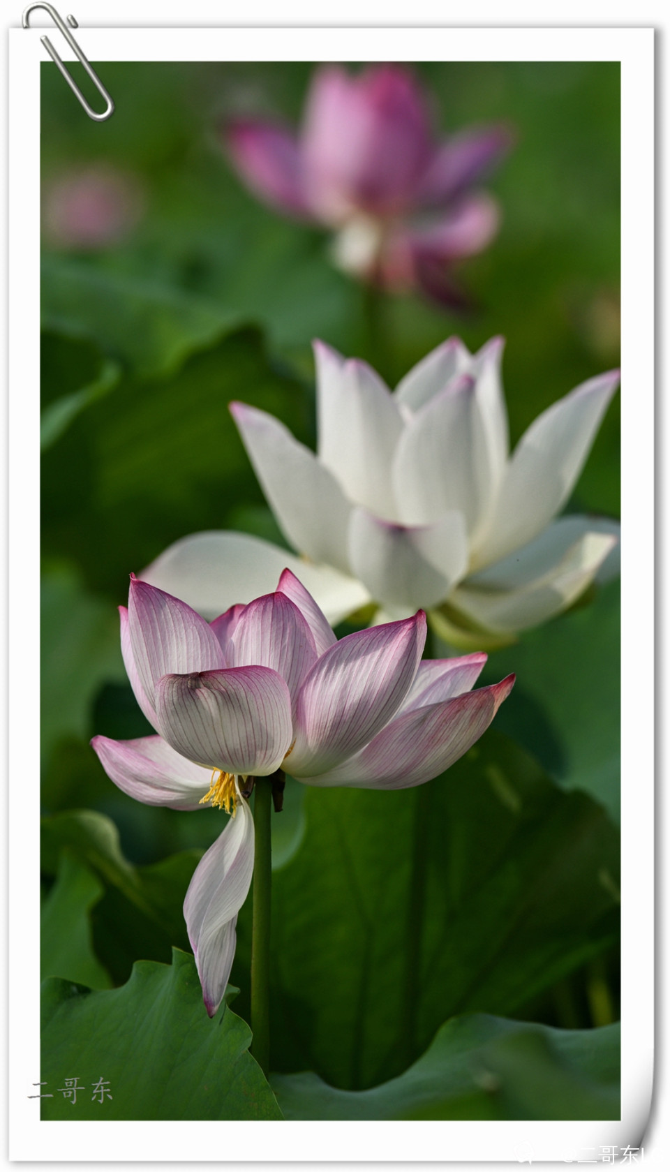 艳丽荷花 (2).jpg