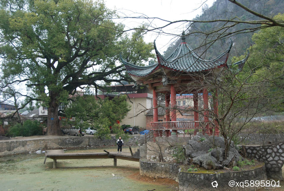 甲宅公园古树