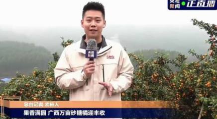 央視直播桂林永福砂糖橘！果香滿園，萬(wàn)畝砂糖橘迎豐收