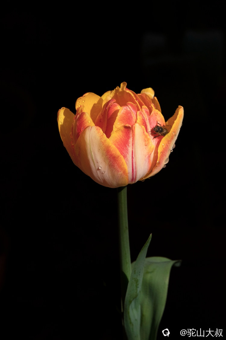 DSC06097-0_副本.jpg