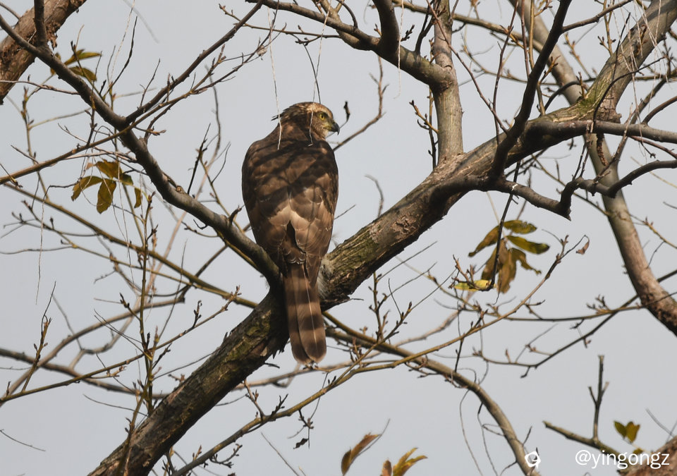 DSC_2516_副本.jpg