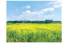 七星区：春日花海引客翩跹至