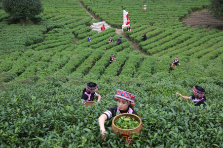 桂林市灌阳县：茶叶种植产业铺就瑶乡群众幸福路
