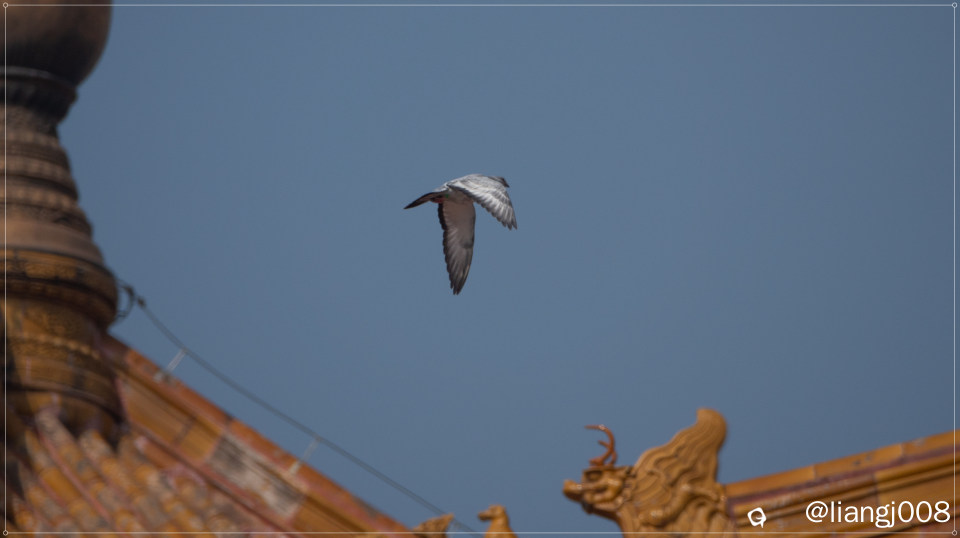 DSC07928_副本.jpg