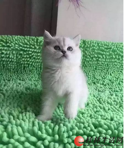 �ɰ�СӢ�������㳬��è�䣬��ԤԼ���ſ� - 1600Ԫ
