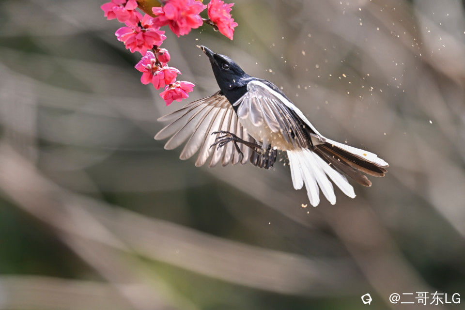 鹊鴝戏桃花 (5).jpg