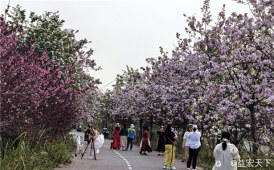 桂林凯风路紫荆花海