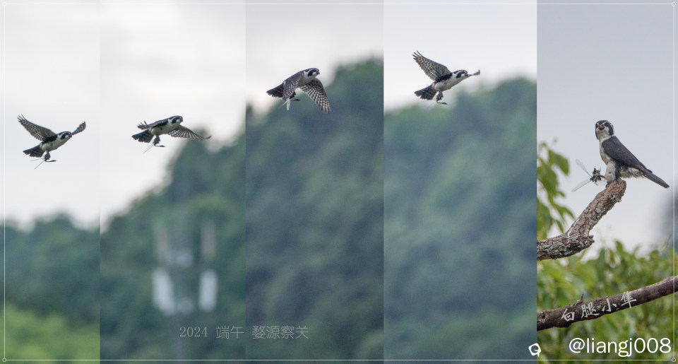 江西 婺源 白腿小隼